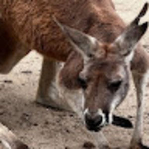 Meet your Posher, Shawn